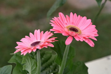 Obraz premium fiori gerbera rosa primo piano 