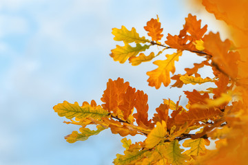 Autumn oak leaves against blue sky. Natural autumnal background. Selective focus.