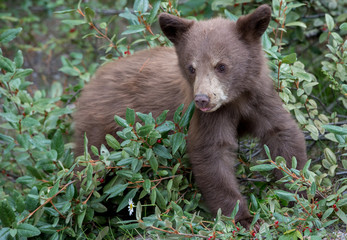 Black  bear cub