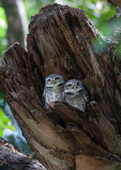 Spot Owlet in the wood hollow