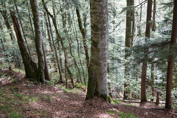 400 years old beeches