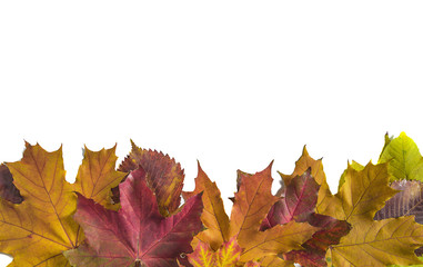 Beautiful frame of multicolored maple leaves isolated on white background
