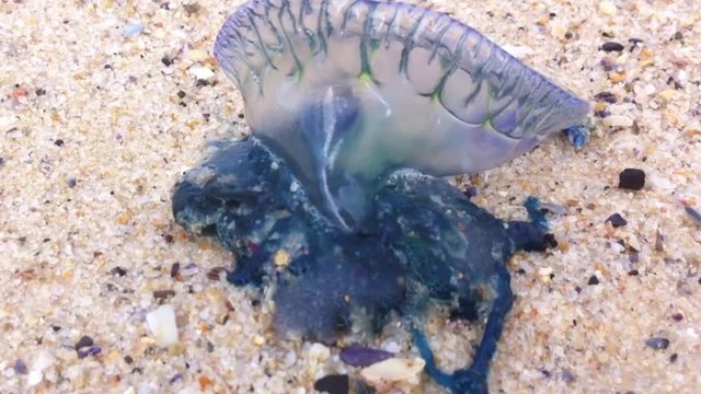 Blue Bottle-Physalia physalis-Portuguese man o' war washed Ashore at Sydney Beach, Australia. With Sound of the Sea.
