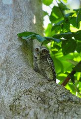 Bird, Spotted owlet, Athene brama