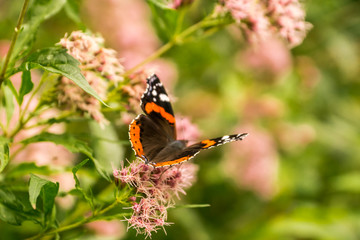 Butterfly breed Vanessa atalanta drinks nectar from a beautiful flower in a green field