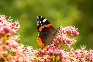 Butterfly breed Vanessa atalanta drinks nectar from a beautiful flower in a green field