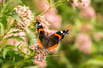 Butterfly breed Vanessa atalanta drinks nectar from a beautiful flower in a green field