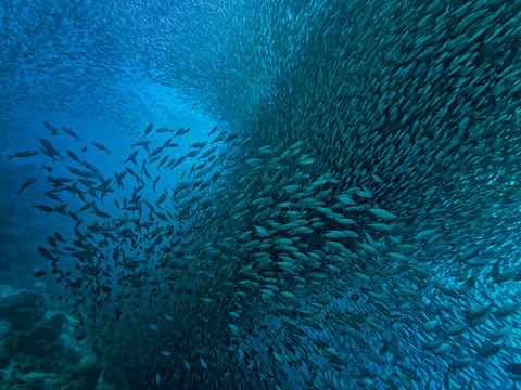 Sardinen II
