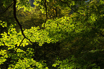 Obraz premium Leaves in sun