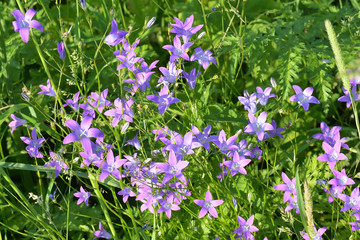 Flowers of Campanula rotundifolia