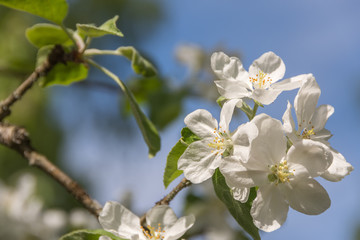Apple tree is blooming