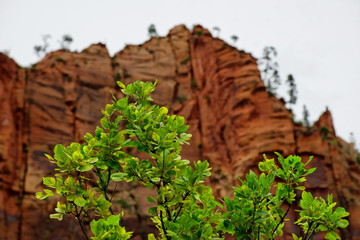 Grüner Strauch im Zion Valley