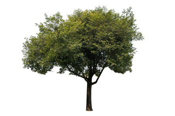 Obraz premium Isolated big tree on white background