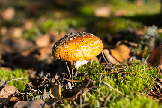 Mushroom Amanita in the forest