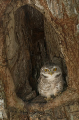 Spot Owlet in the wood hollow
