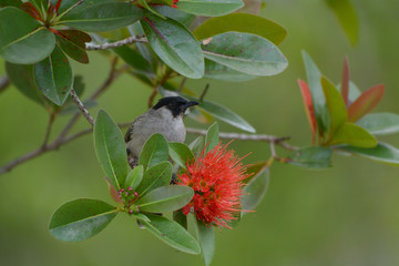 Sooty-headed bulbul with red flower 
