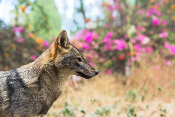 Golden jackal at natural habitat
