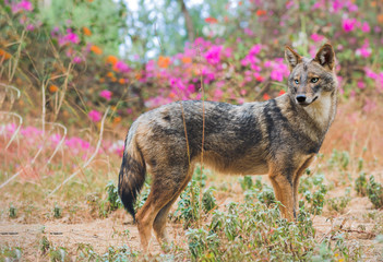 Golden jackal at natural habitat