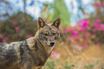 Golden jackal at natural habitat