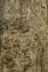 Bark
