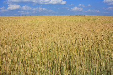 Yellow Ears of Wheat