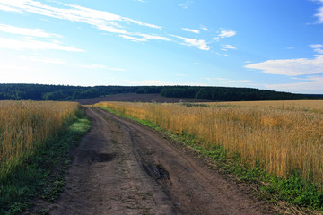 Country road in a wheat field