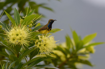 Olive-backed sunbird  enjoy eatting sweet with yellow flower Golden Penda tree.