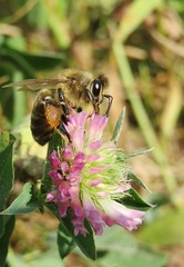Bee on a clover flower in the meadow, closeup