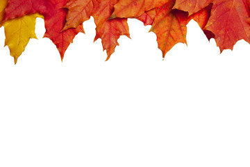 Pine cones and autumn leaves on an autumn background