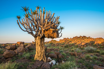 Naklejka premium The quiver tree, or aloe dichotoma, Keetmanshoop, Namibia