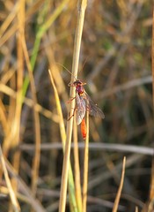 Orange lacewing insect on plant in the meadow, closeup