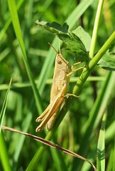 Beautiful yellow grasshopper on grass in the meadow, natural green landscape