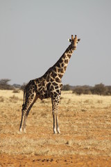 Girafe en savane africaine