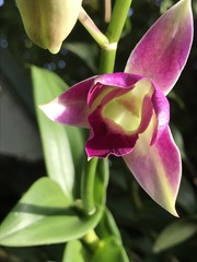 Obraz premium Dendrobium orchid just opening its first bud