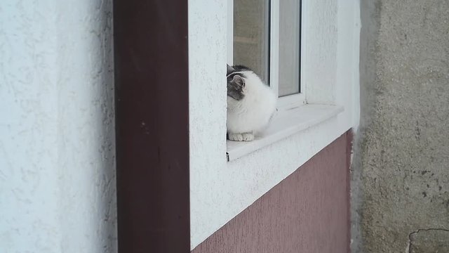 Cat sitting on window-sill in winter