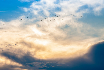 Naklejka na ściany i meble flock of birds on the background of clouds