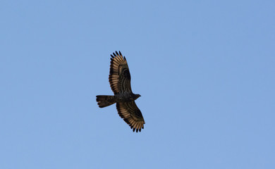 The red-footed Falcon in flight