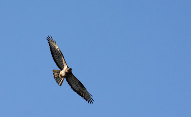 The red-footed Falcon in flight