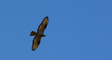 The red-footed Falcon in flight