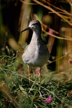 gossipy trinca