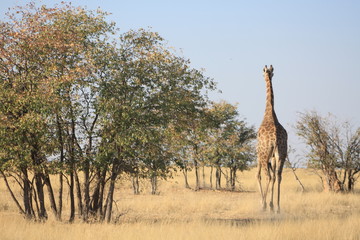 Girafe en savane africaine