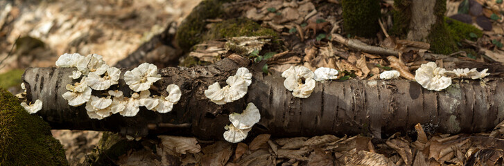 Panorama of the mushroom tree