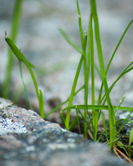 Green grass grows through the asphalt, soft focus