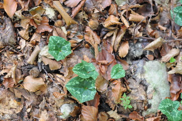ivy in the dried leaves