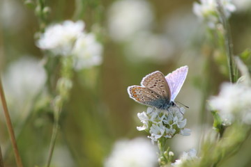 Schmetterling 