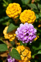 Violet and orange flowers in a bush with green leaves. 