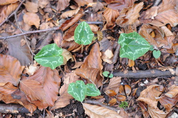 ivy in the dried leaves