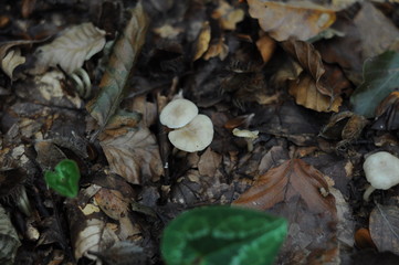 mushrooms in the autumn forest