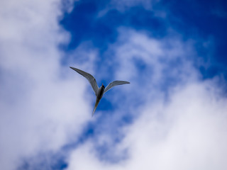 Blu sky bird