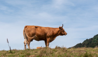 brown cow grazing in the pasture in mountain